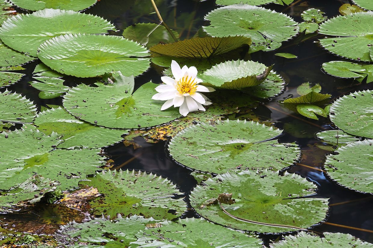 Beautiful lotuses fill the garden with vibrant colours and fragrances.