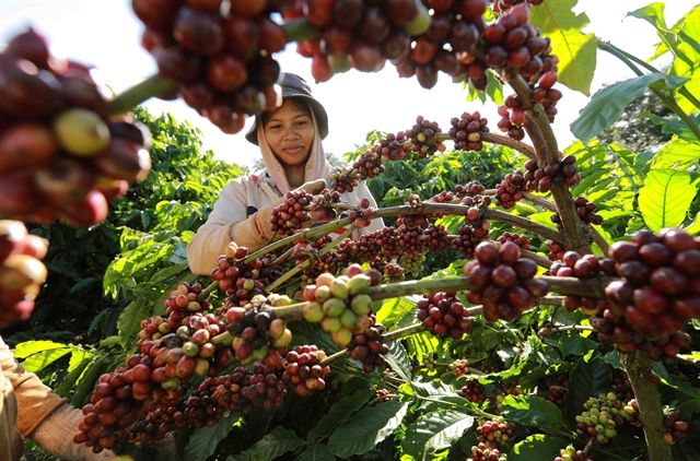 Vietnam coffee exports surge in April on higher prices, tighter supplies - Vimarsana News