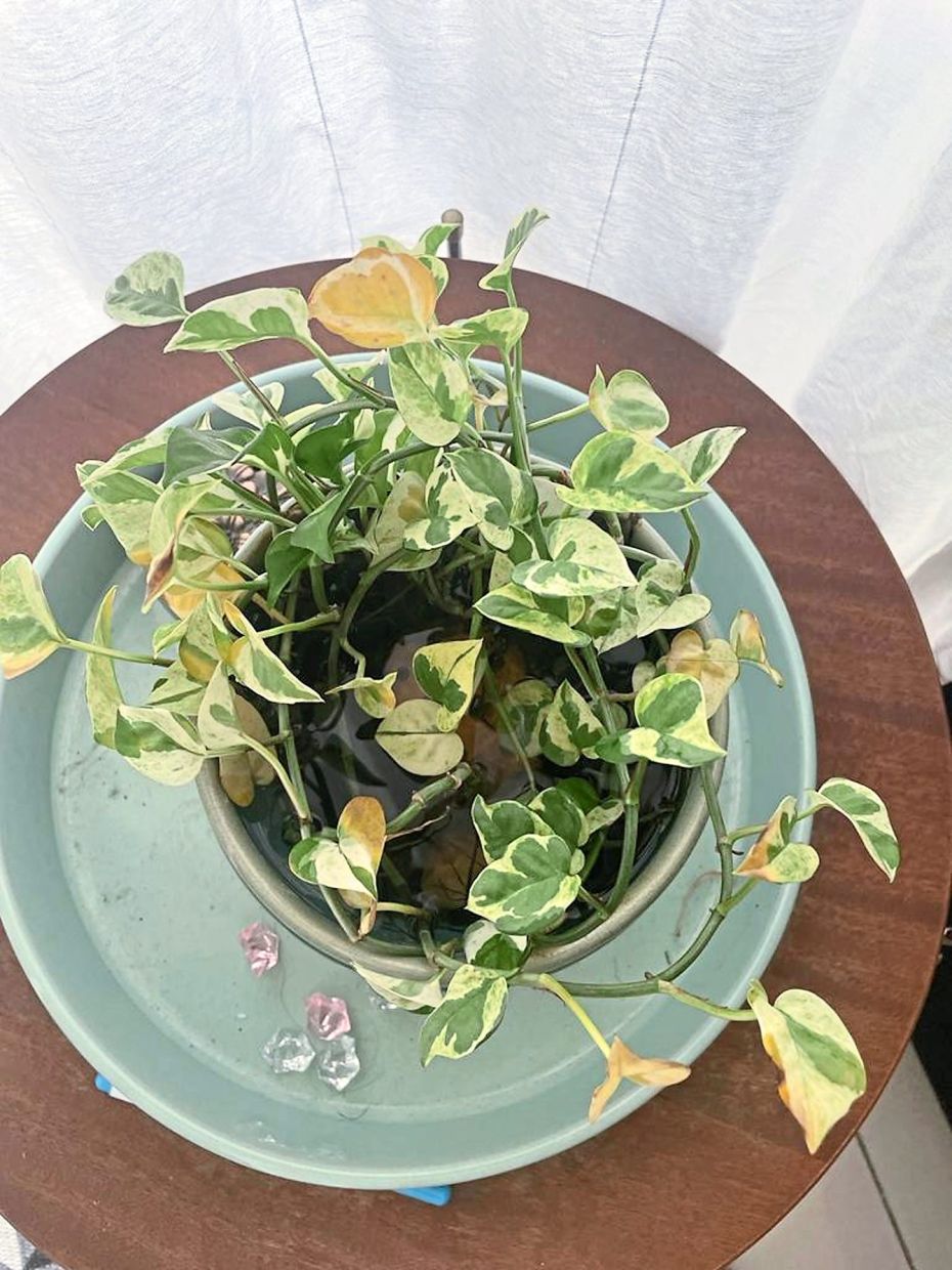 Pothos plants can flourish in water, but their roots should not be constantly submerged. Photo: Handout