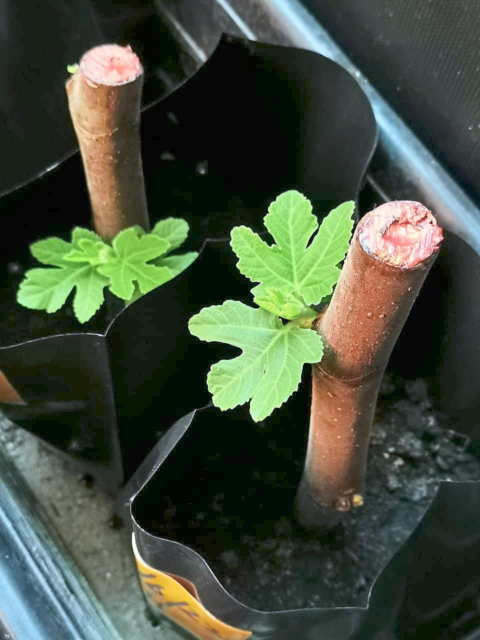 Avoid over-fertilising figs, as they are slow-growing trees.