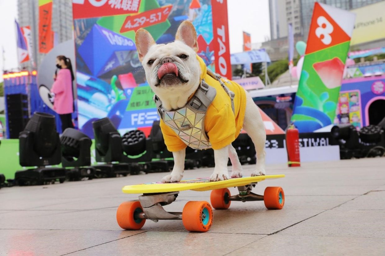 Torist Pet’s skateboards highlight the personalities of both pets and their owners.