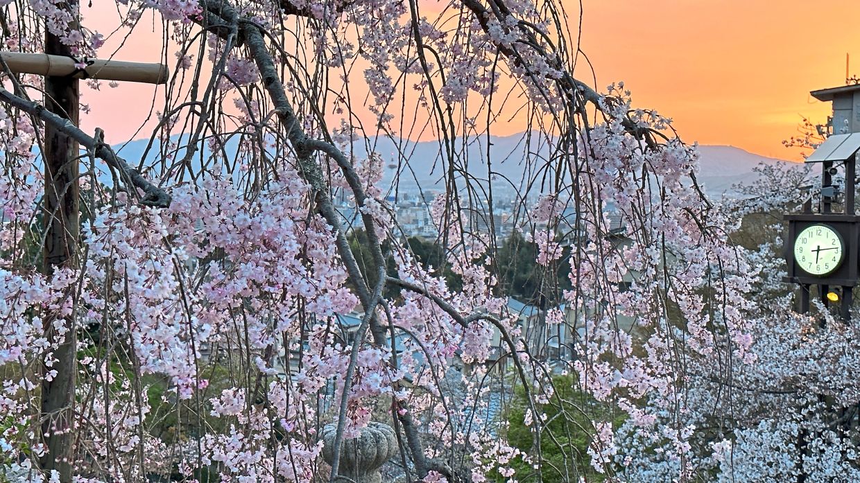 The beautiful sakura flowers at Kiyomizu Temple, Kyoto.