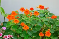 Ask the Plant Doctor! How to deal with aphids, yellow leaves and root overgrowth