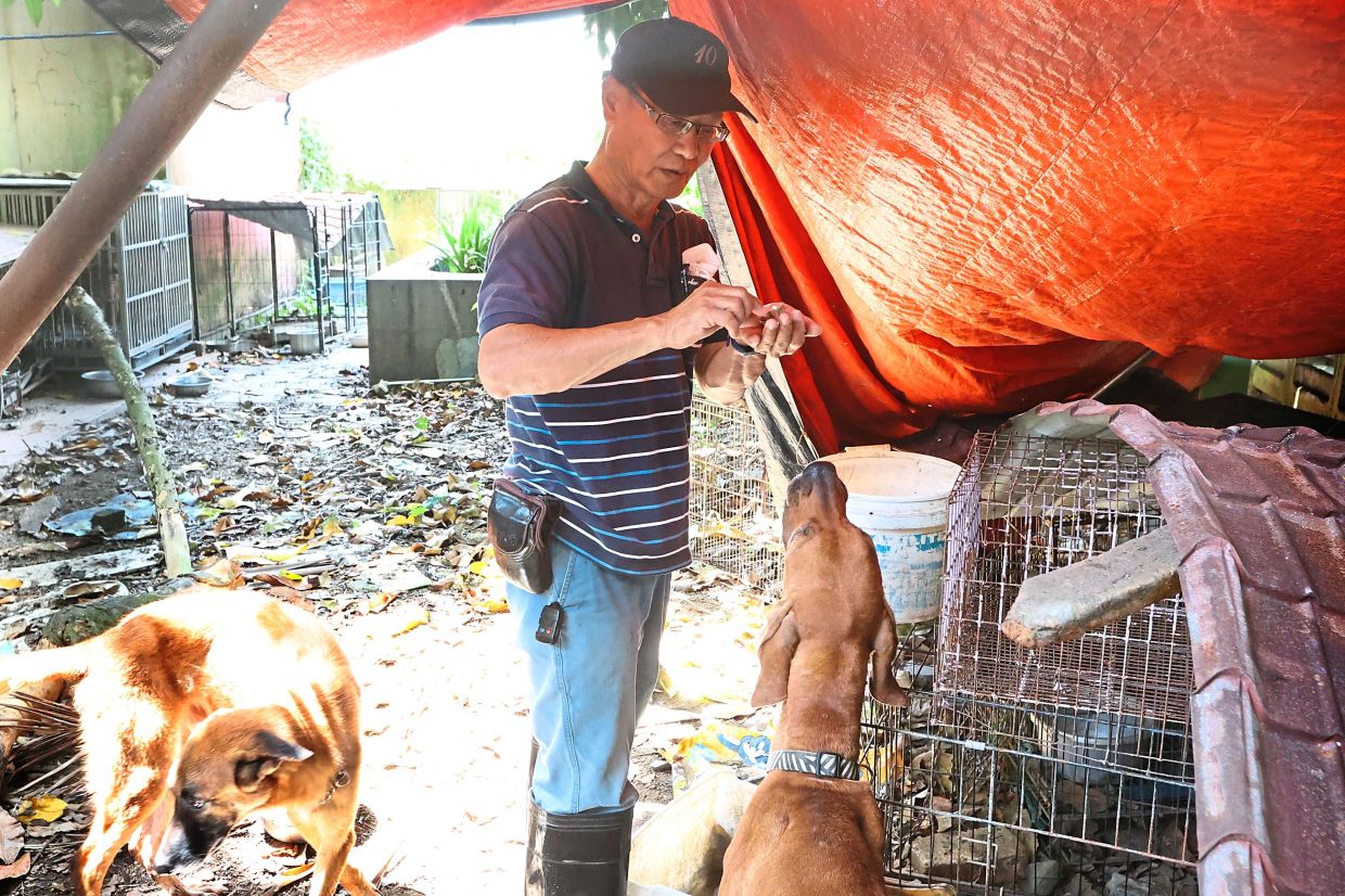 Animal lover gives strays a second chance - Vimarsana News