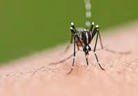 Melaka to release GM mosquitoes to help curb steep rise in dengue cases compared to last year