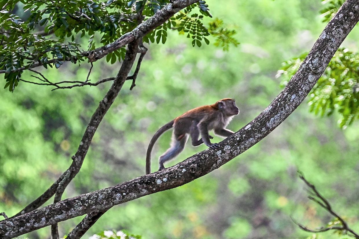 No let-up in human-animal conflicts - Vimarsana News