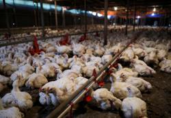 Govt to let chicken breeders, egg producers decide on subsidy split, says Mat Sabu