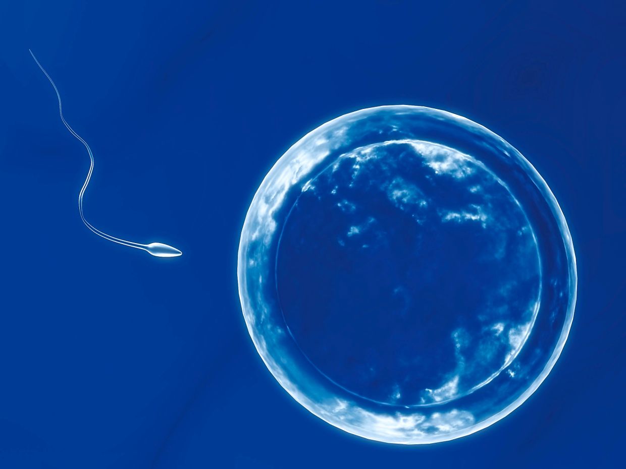 Basic fertility tests assess the quantity and quality of sperm, and the number of eggs, or ova, available. — AFP