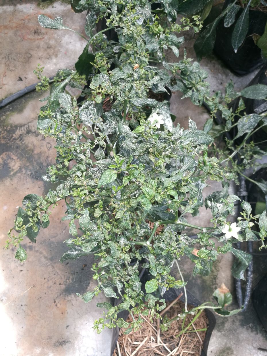 A plant covered with white powder and leaf curling are symptoms of whitefly attacks.