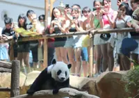 Yi Yi, Sheng Yi to return to China after August