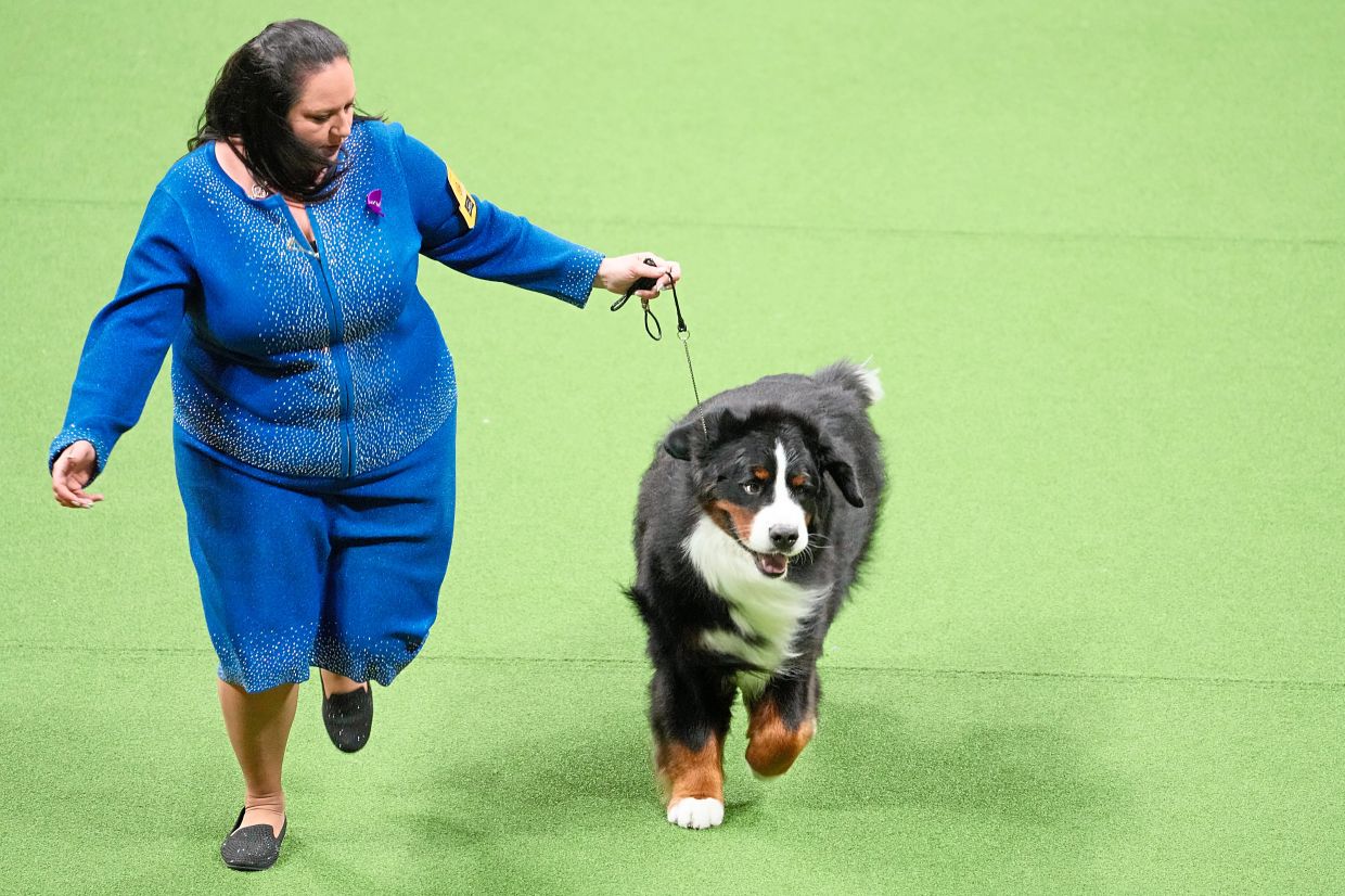 A peek into the world of dog shows The Star