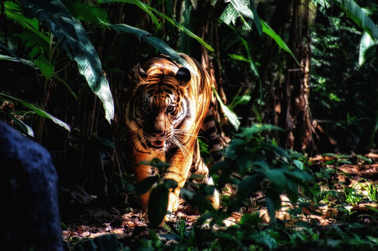 Kg Aring 5 Orang Asli living in fear after fresh tiger tracks spotted - Vimarsana News