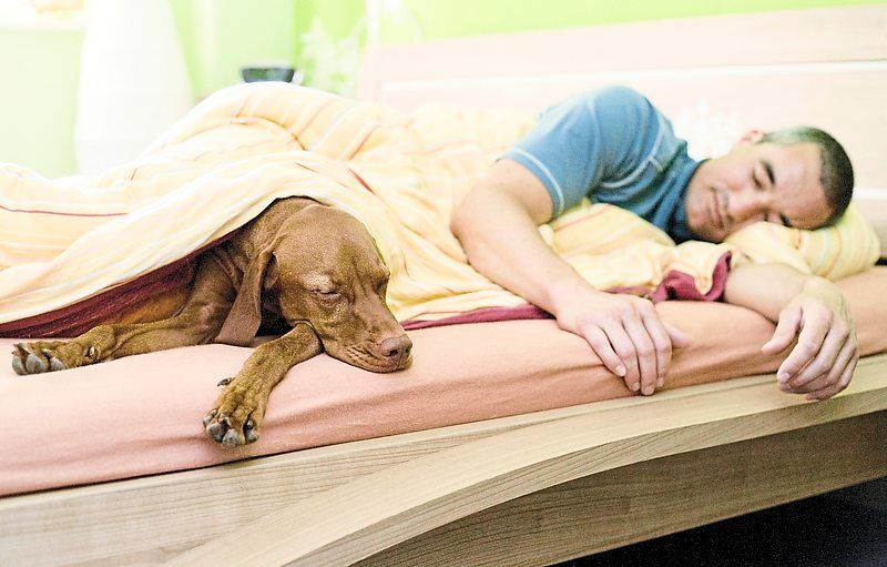 Is it OK that my pet sleeps on my bed? The Star