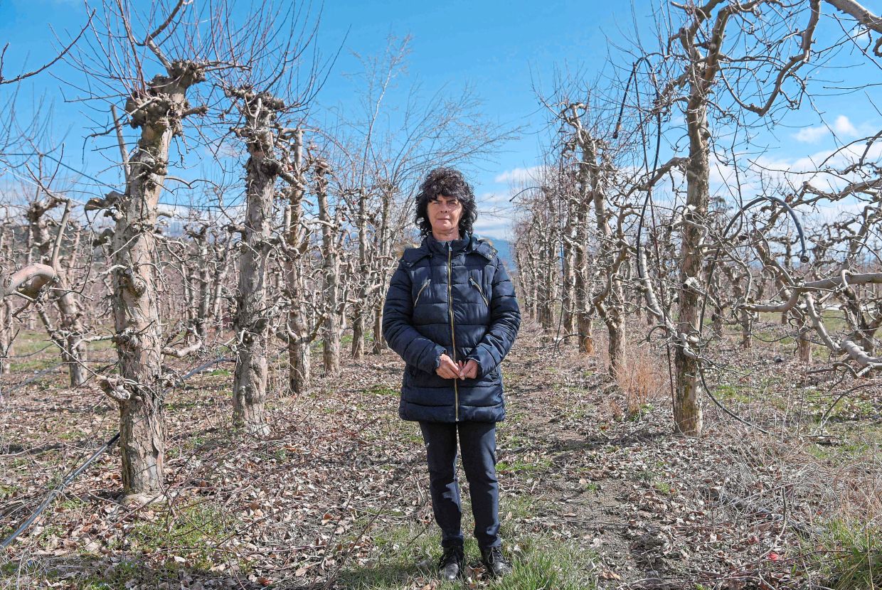 Farmer Frosina Gjorgjievska at her apple orchard near the town of Resen, in North Macedonia. Many initiatives have been launched in recent years to better manage the fallout from the agricultural sector.