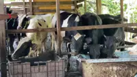 Cattle theft: Perak breeders suffer RM1.3mil in losses, worry over increasing number of cases