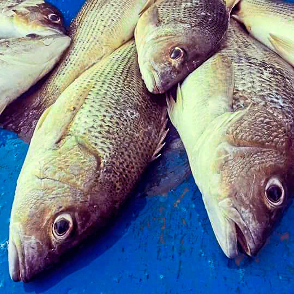 Golden snappers freshly caught along the shore