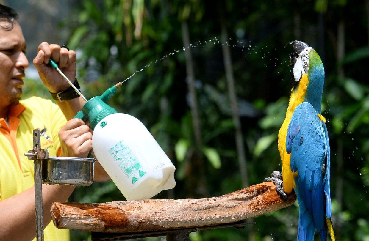 KL Bird Park staff member Alif Borhan spraying water on a parrot to the bird in view of the current hot weather.AZHAR MAHFOF/The Star
