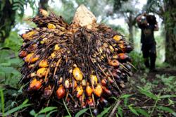 Indonesia, Malaysia to visit Brussels over concern about EU deforestation law