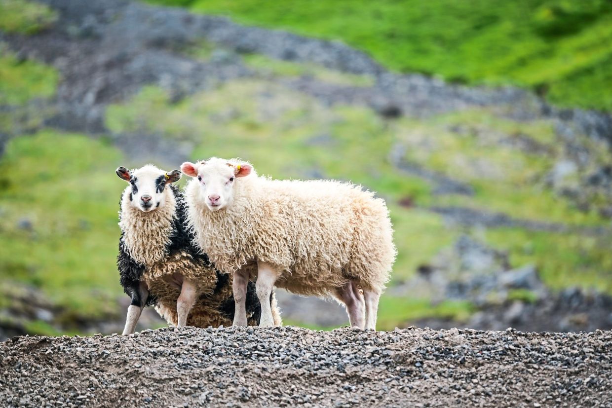 Sheep herding season in Iceland is known as Rettir. — Unsplash