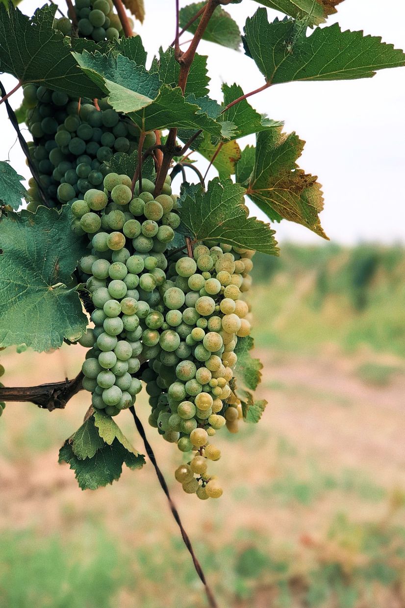 The Rtveli wine-making tradition in Georgia is said to be thousands of years old. — Unsplash