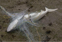 Abandoned fishing net on Pulau Semakau kills 14 endangered blacktip reef sharks