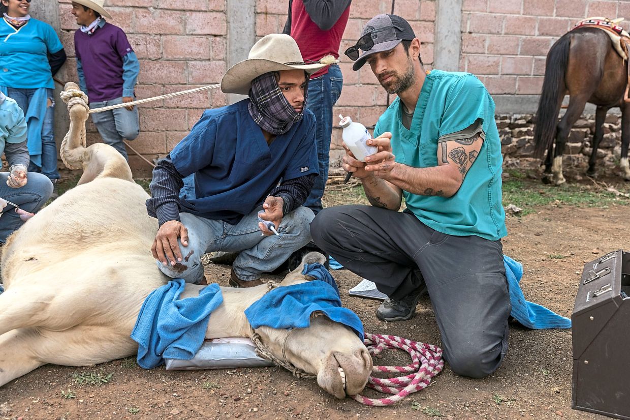 Veterinarian Dr Tarek Isha (right) and Morin anaesthetising a mule during an RVETS clinic in Las Palmitas, Guanajuato. Through RVETS, veterinary students get hands-on field training they would not normally receive in school. — The New York Times