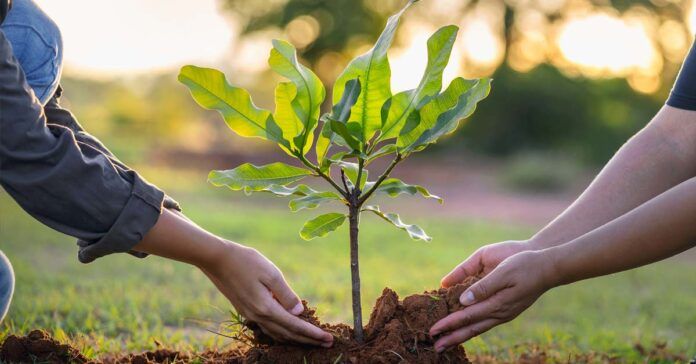 Laos to plant over three million trees for Arbor Day festival next month - Vimarsana News