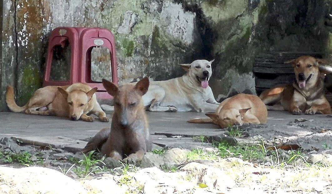 NGO aims to reduce stray dog population in Ipoh by 50 The Star