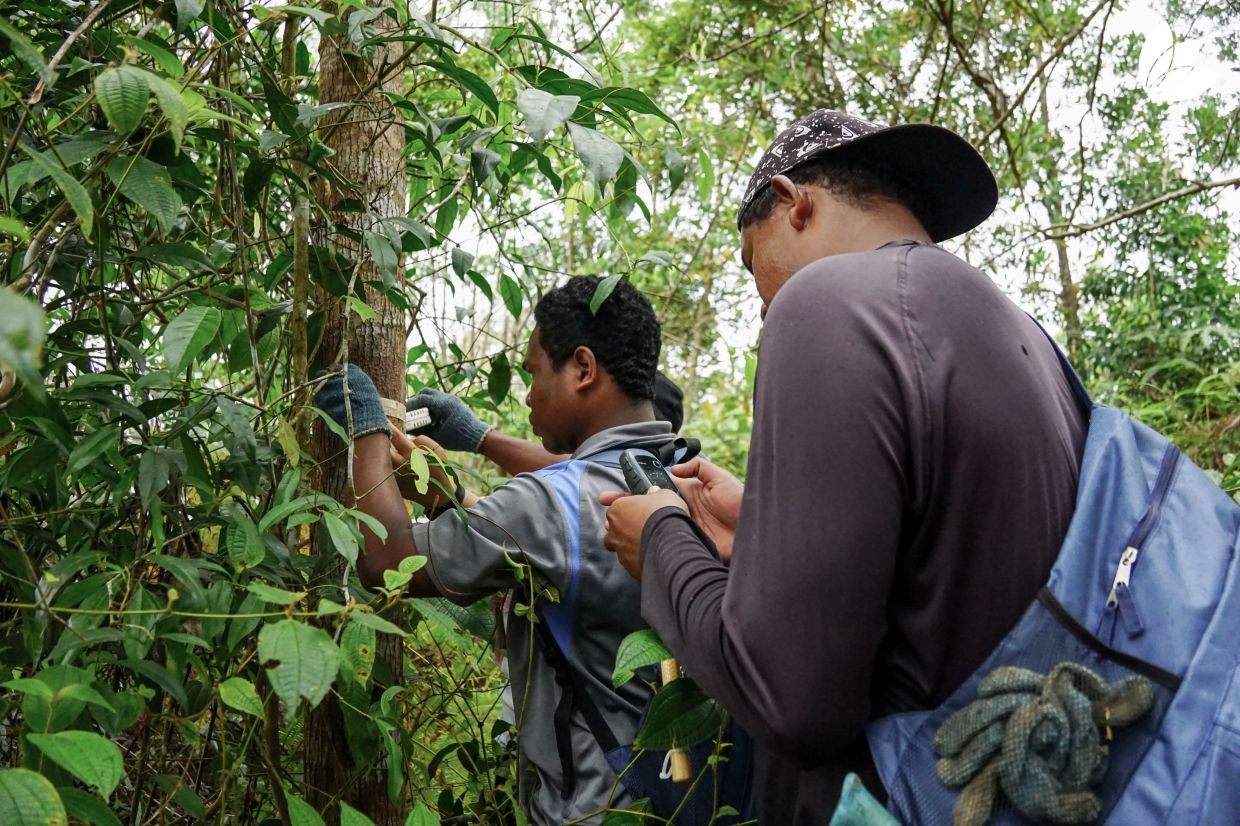 Temiar foresters Din and Baki (right) collect tree data with TRCRC at the Amanjaya Forest Reserve. Photo by TRCRC team.