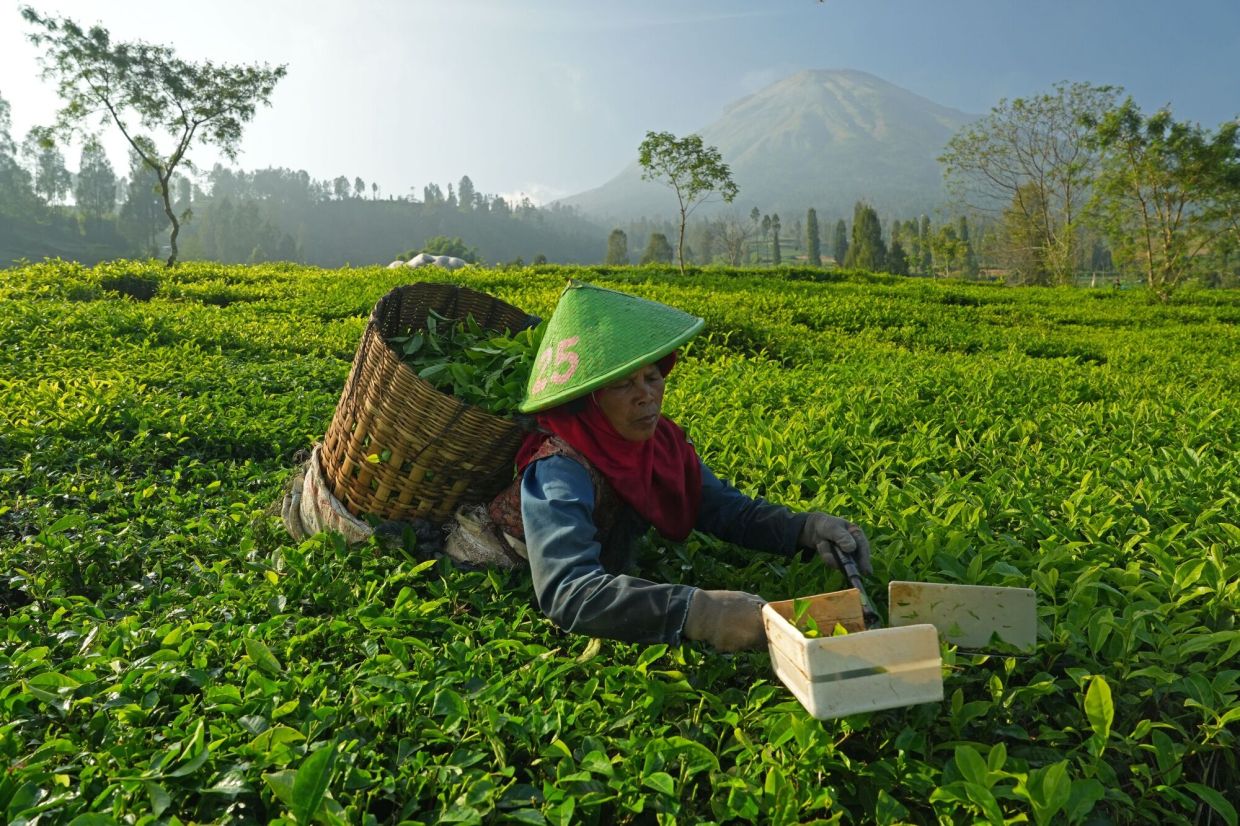 A worker picks tea leaves at Tambi Tea plantation, operated by PT Perkebunan Tambi, in Wonosobo regency, Central Java, Indonesia, on Saturday, May 27, 2023. Indonesia’s central bank kept its benchmark interest rate unchanged for a fourth straight meeting, while saying it will focus on its primary objective of stabilising the rupiah to keep imported inflation at bay. - Bloomberg