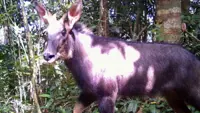 Camera captures endangered serow in Cambodia