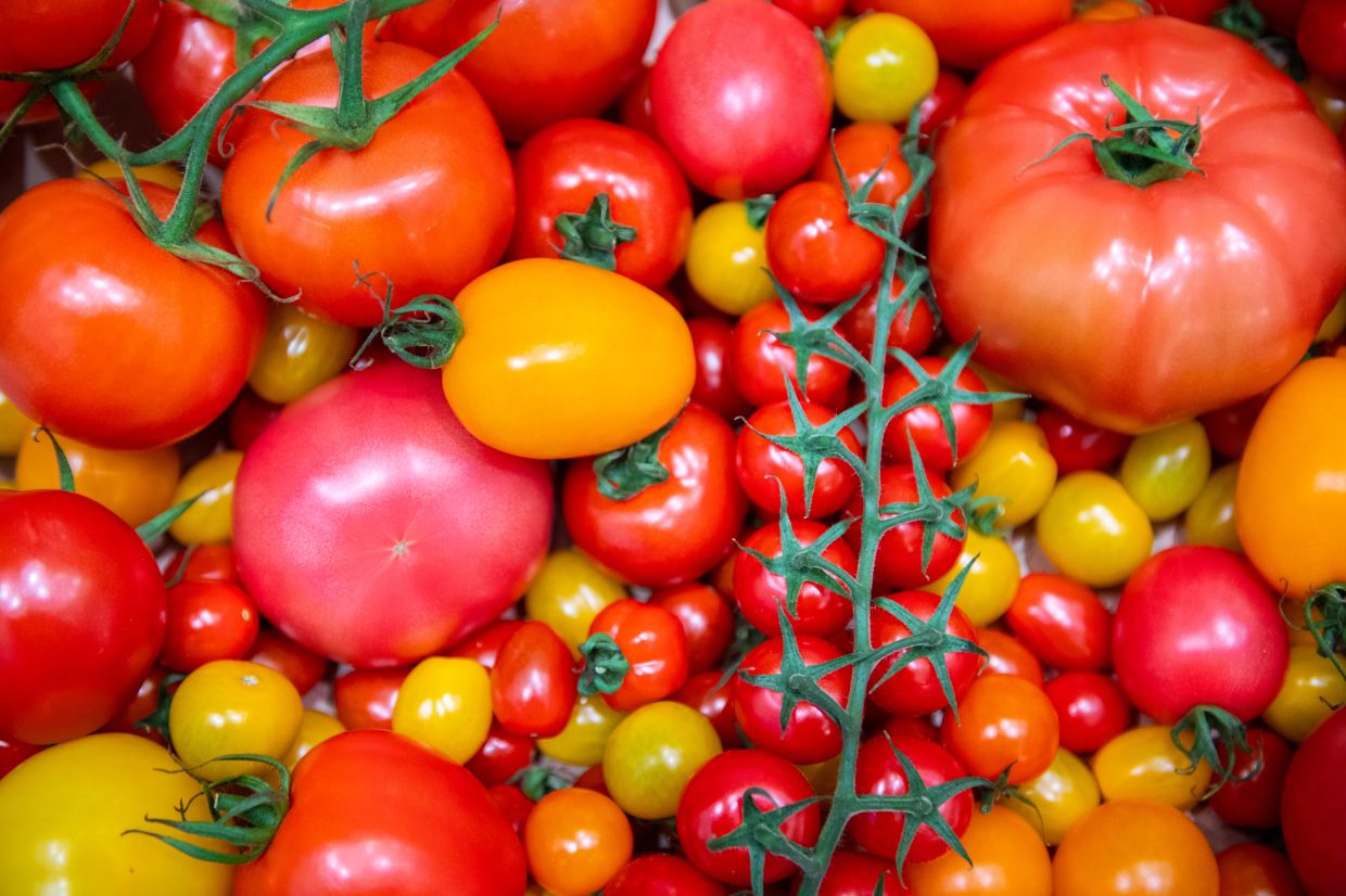 When using fresh tomatoes, a pinch of sugar makes all the difference The Star