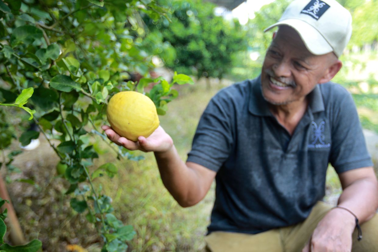 This Australian lemon tree bears fruits that turn orange when they are ripe.