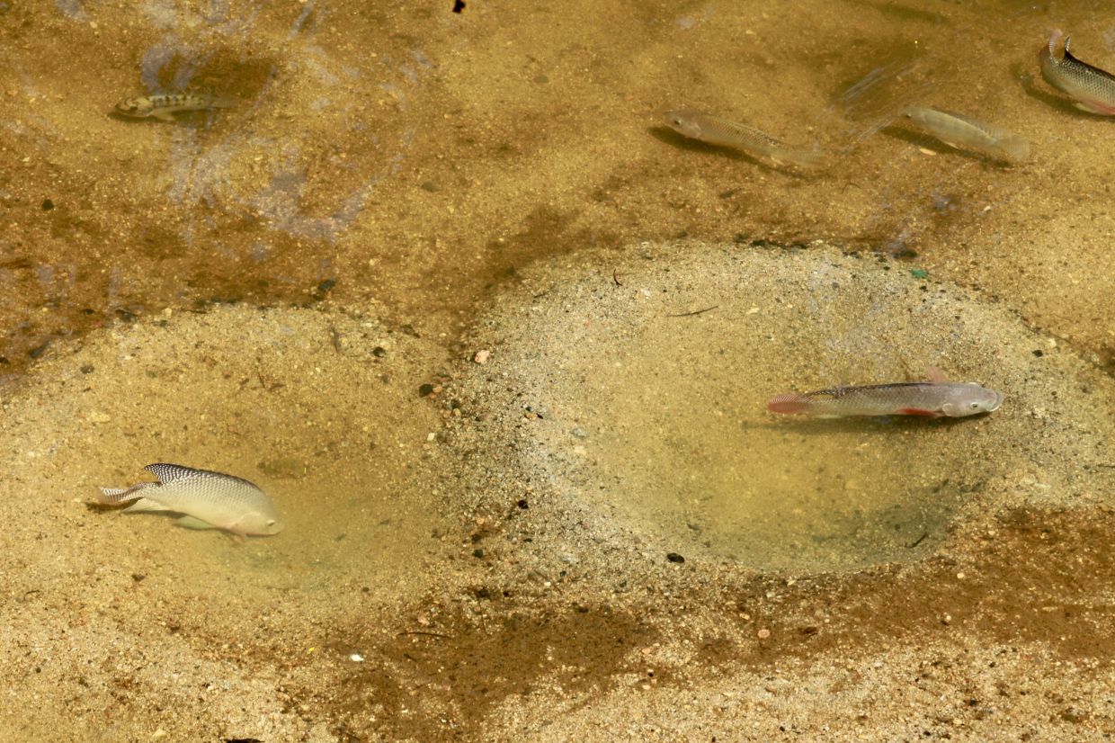 Female tilapia fish in their nest, guarding their eggs.