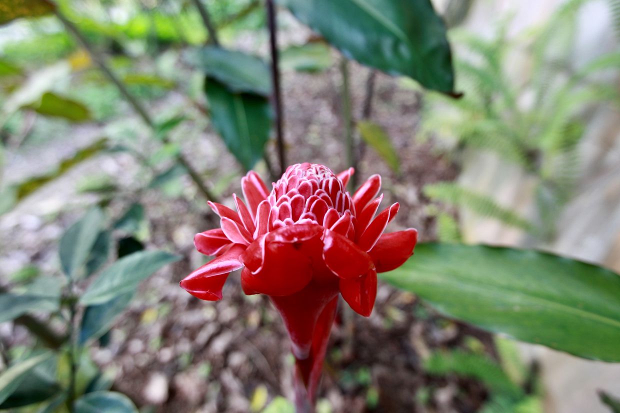 A red torch ginger flower.
