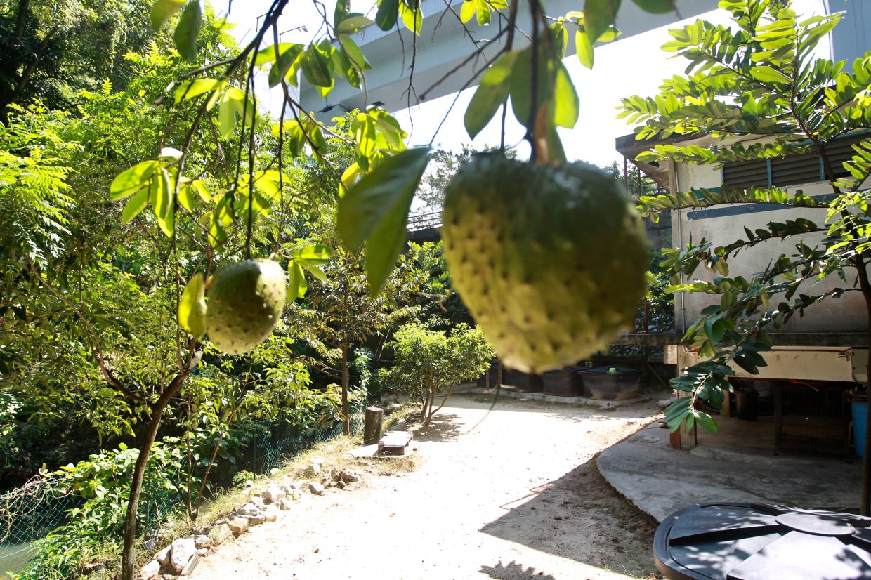 A soursop tree at UOKL.