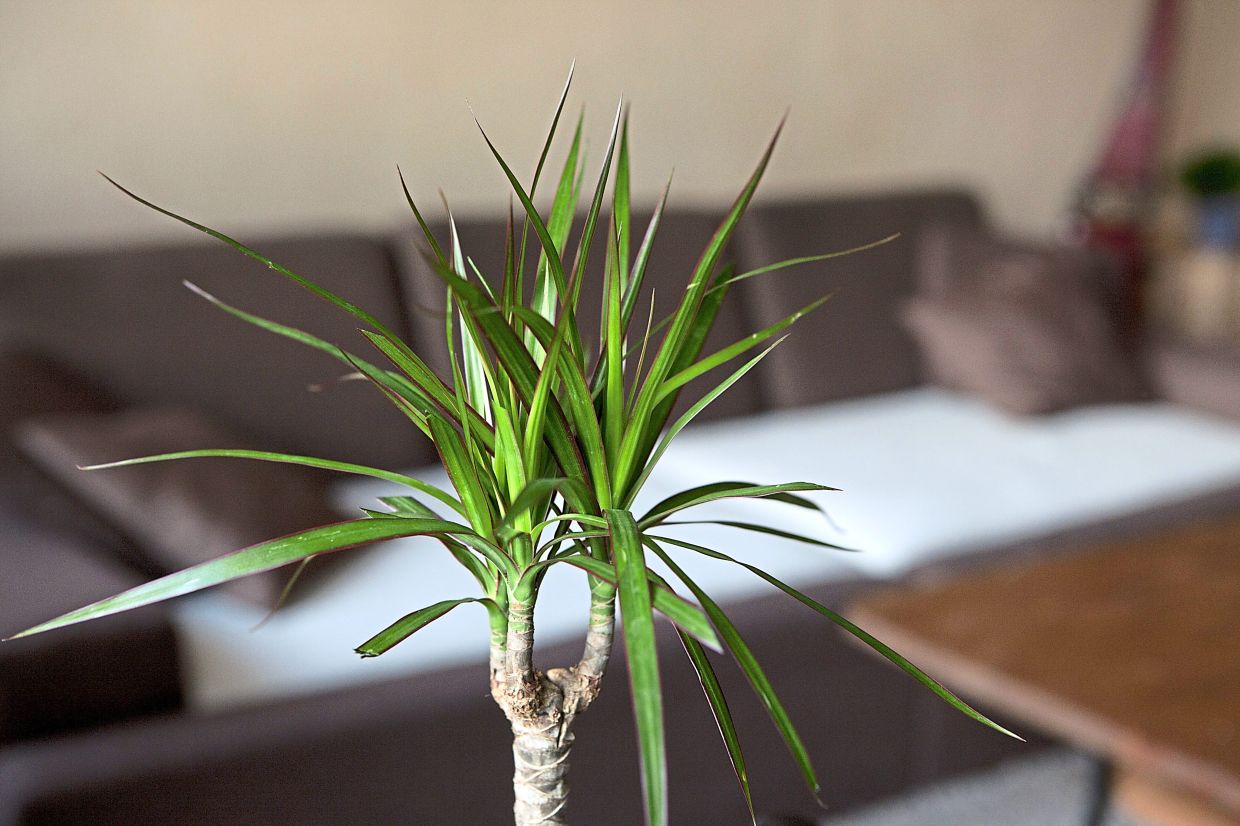 Plants can help remove indoor pollutants The Star