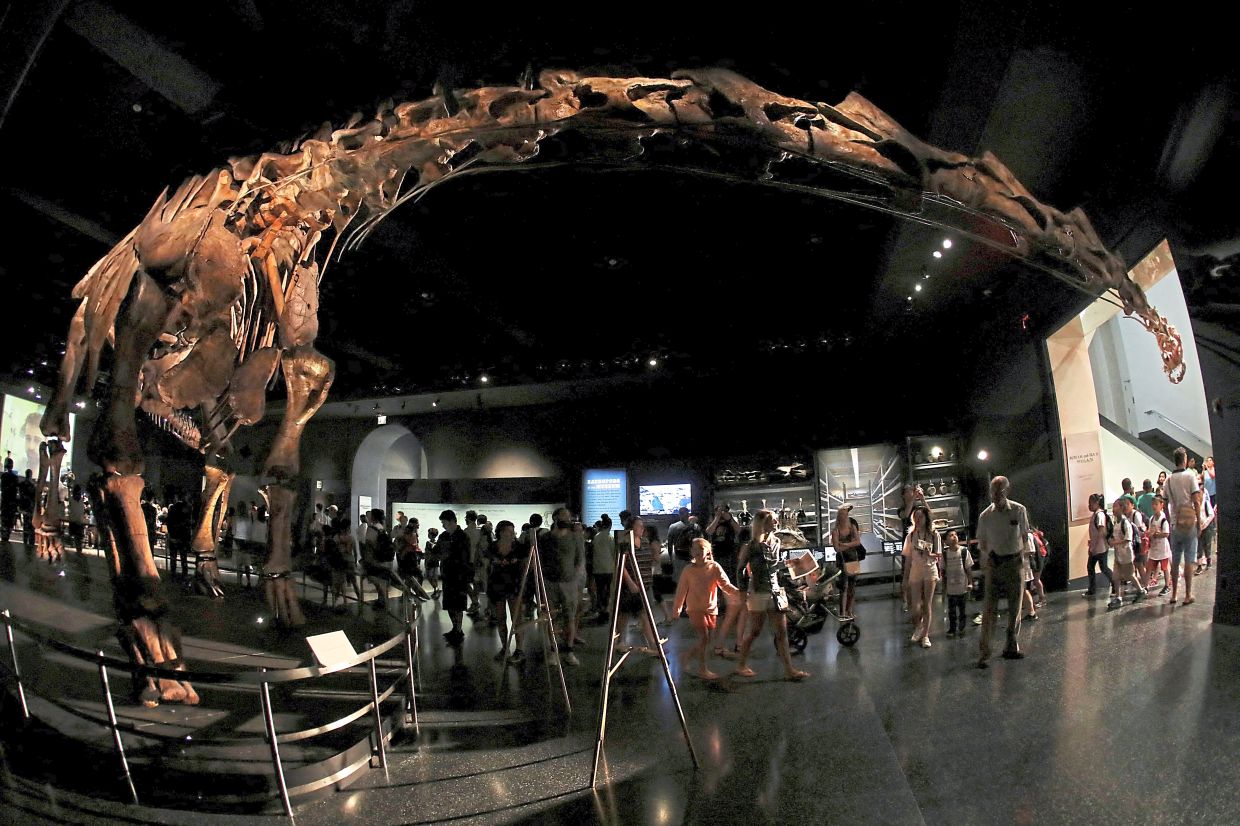 Size matters: How Sauropods got so big | The Star