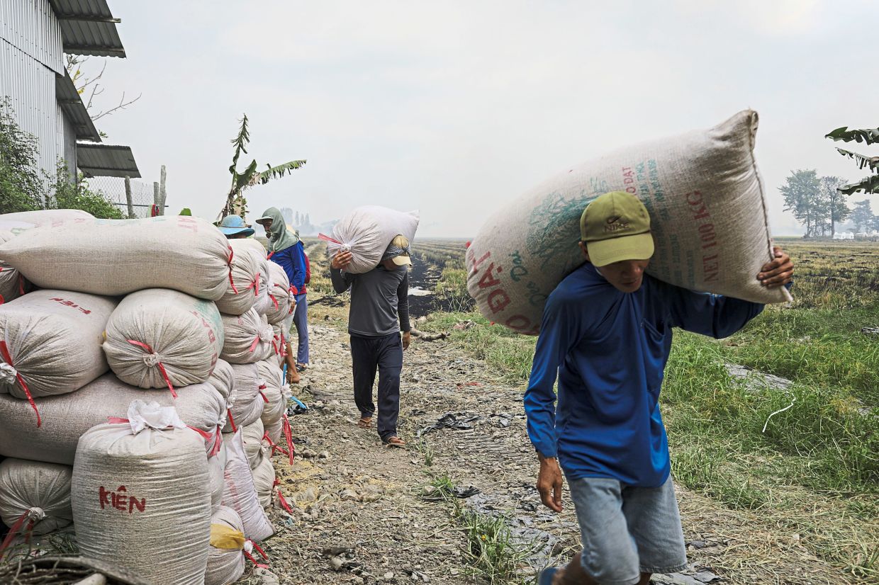 Workers carrying bags of rice in the Mekong Delta. — The New York Times