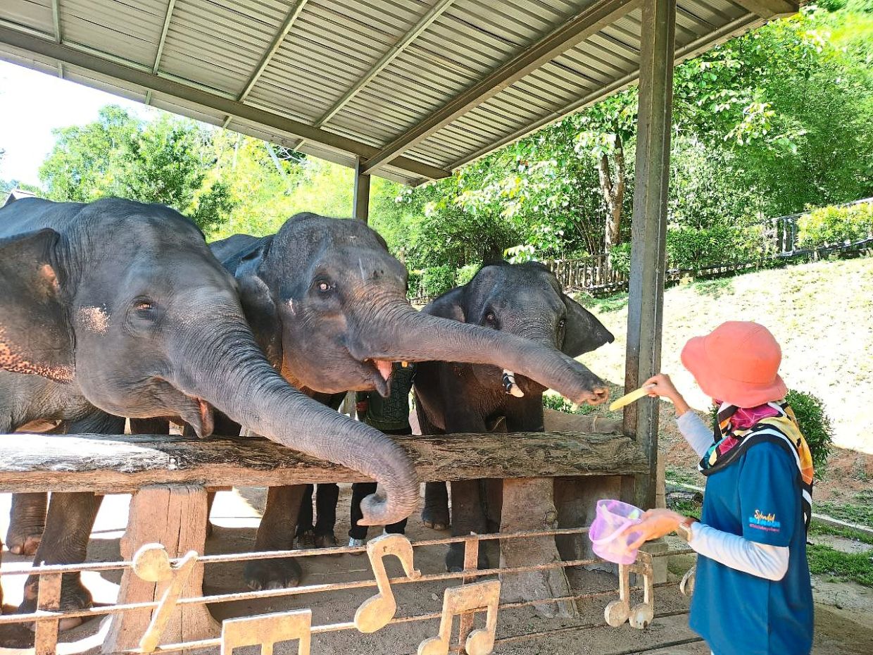 Kenyir Elephant Conservation Village.