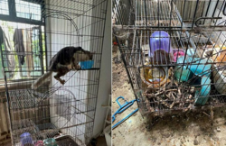 Two caged cats rescued from rental flat, skeletal remains of others found