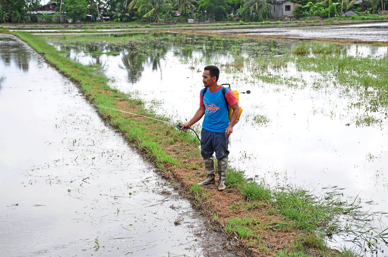 Farmer Hazman Hamid, 47, working at his padi field in Kampung Besar, Mukim Padang Hang near Gunung Keriang, Kedah.