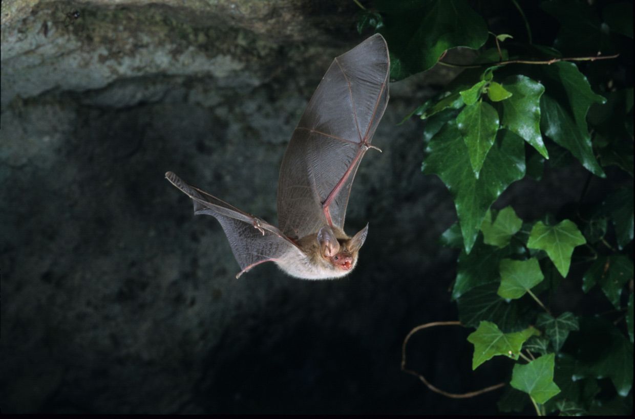 Want to stop the next pandemic? Leave the bats alone! - Vimarsana News