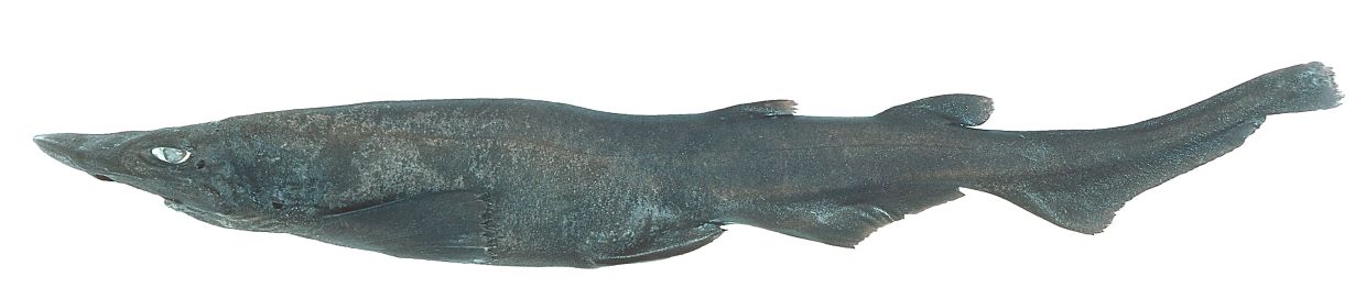 Demon of the deep blue sea | The Star