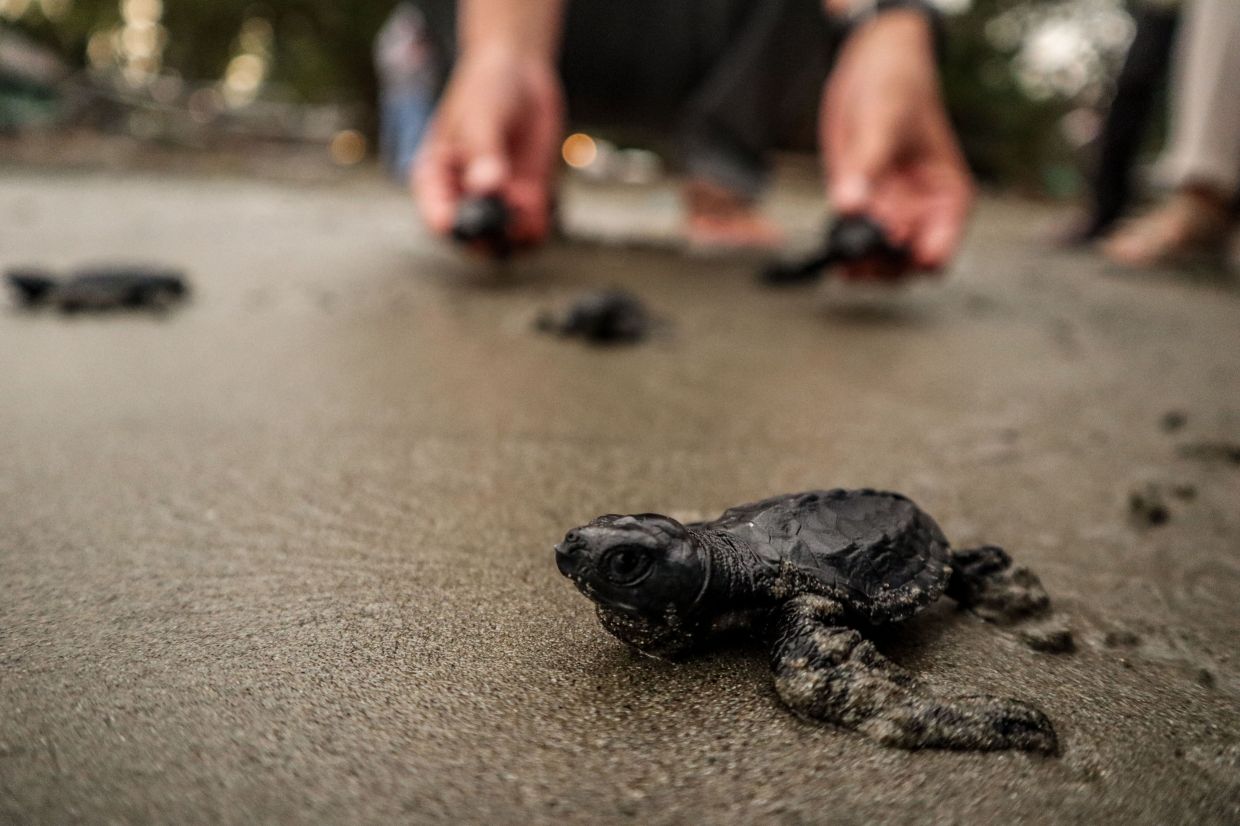 Environmental activists and students releasing sea turtles into the sea on Barane beach in Majene, West Sulawesi. - AFP