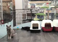 Ban soon on animal sale in pet shops (Poll Inside)
