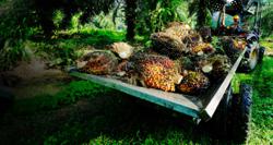 Adding value to palm oil production