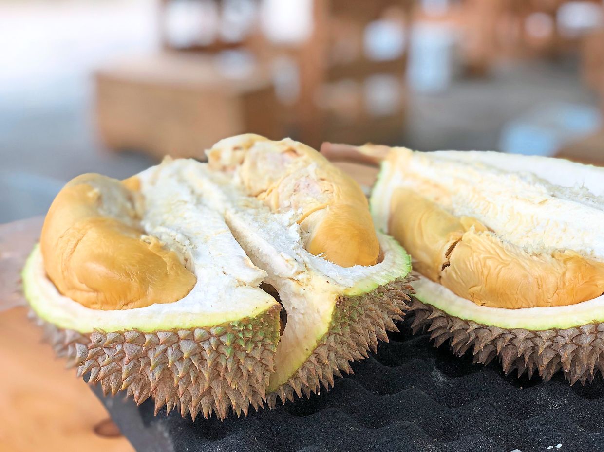 Take a trip to the orchards to satisfy your durian cravings - Vimarsana News