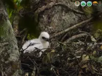 Javan hawk-eagle chick spotted in West Java