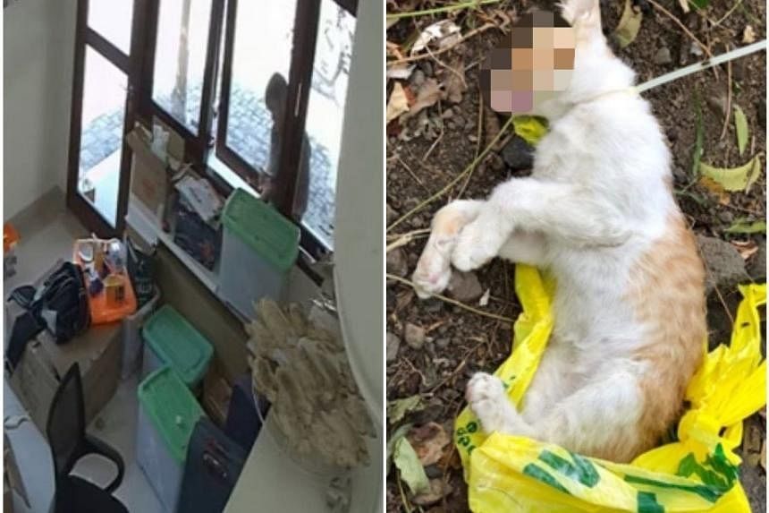 Singapore nurse accused of stealing, strangling kitten at Bali resort in Indonesia; local police investigating case - Vimarsana News